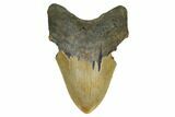 Bargain, Fossil Megalodon Tooth - North Carolina #172598-1